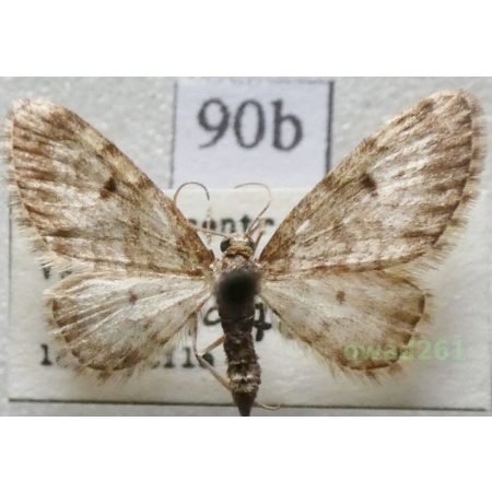 Eupithecia tantillaria Boisduval, 1840 Czech90b